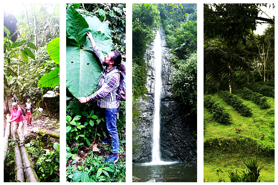 Субтропики