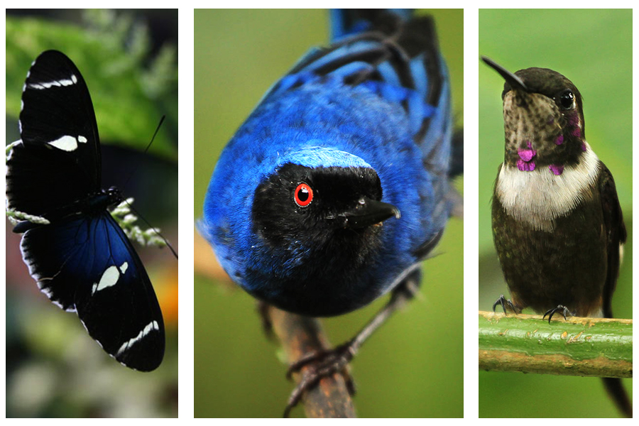 Субтропики