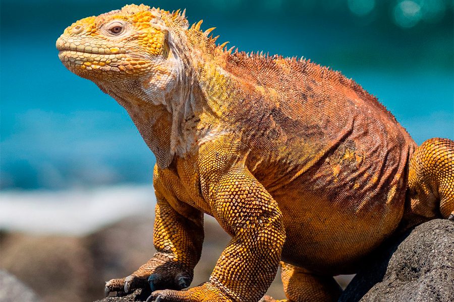 Северный Сеймур