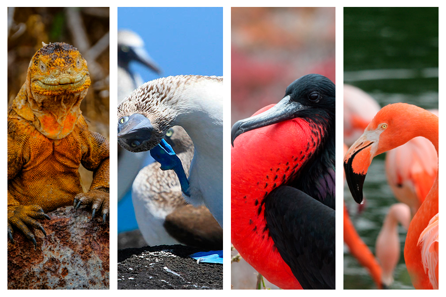 Северный Сеймур